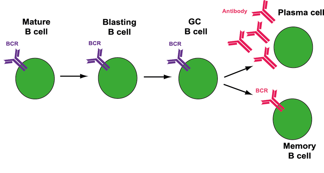 Key Processes Of B Cell Receptor Generation